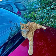 Hubert participe au concours pour gagner de l'argent avec cette photo : cat, orange_tabby, car, car_hood, outdoor, greenery, leafy_plants, parked_cars, animal, pet, relaxed, stretching, feline, nature, urban, daylight, whiskers, eyes, fur, domestic_animal