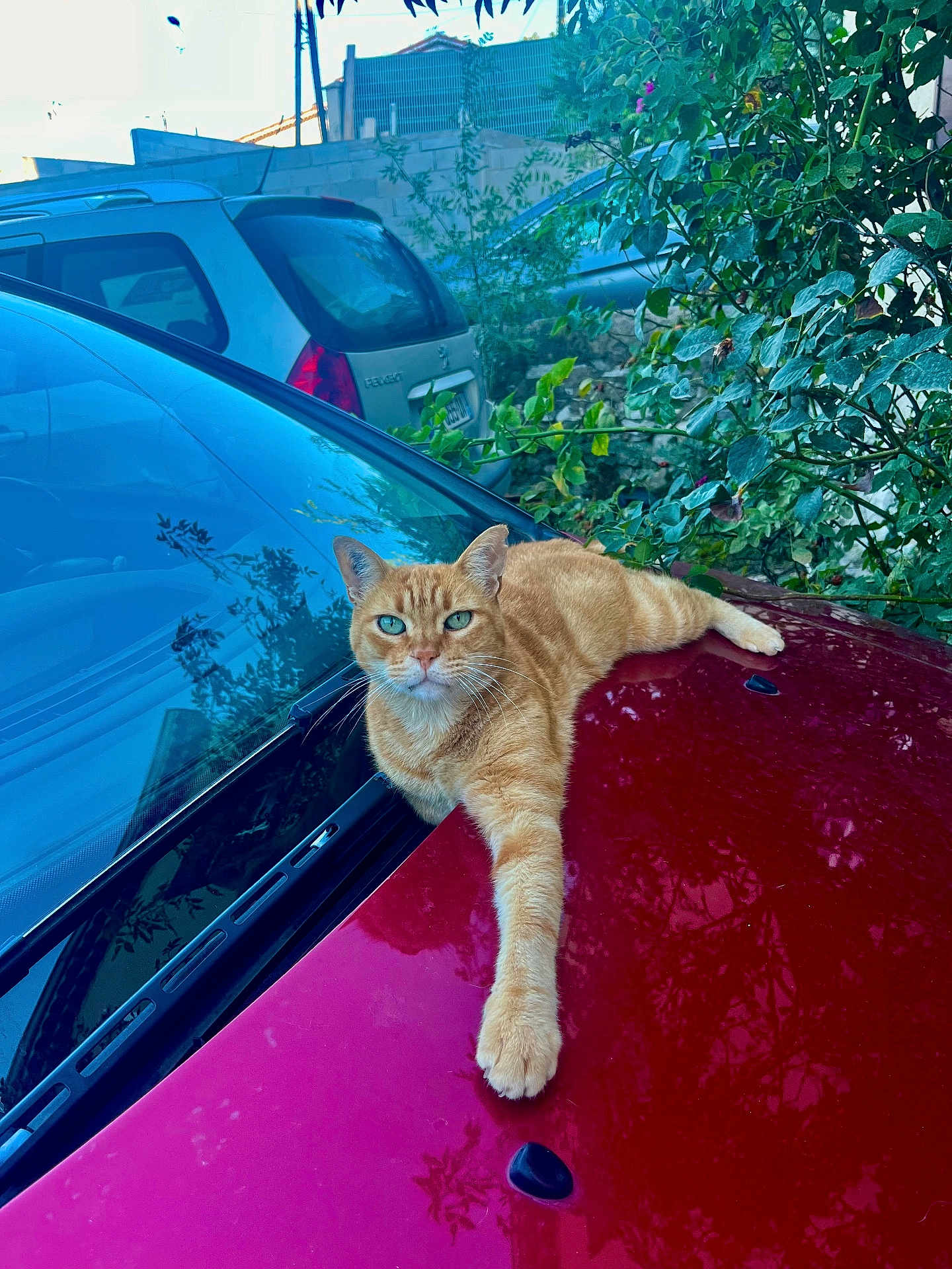Hubert participe au concours pour gagner de l'argent avec cette photo : cat, orange_tabby, car, car_hood, outdoor, greenery, leafy_plants, parked_cars, animal, pet, relaxed, stretching, feline, nature, urban, daylight, whiskers, eyes, fur, domestic_animal