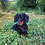 Vador a rejoint le concours — aidez-le/la à gagner de superbes lots ! dog, dachshund, black_dog, sitting, outdoor, grass, clover, flowers, greenery, nature, pet, animal, small_dog, collar, garden, sunlight, leaf, plant, cute, canine