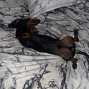 Vador a rejoint le concours — aidez-le/la à gagner de superbes lots ! dog, dachshund, bed, pillow, marble_pattern, resting, indoor, pet, sleeping, black_and_tan, fur, animal, cozy, blanket, relaxation, canine, four_legs, domestic_animal, lying_down, minimalist