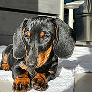Vador participe au concours pour gagner de l'argent avec cette photo : animal, black, cute, dachshund, dog, ears, floor, fur, indoor, nose, paw, pet, portrait, puppy, relaxed, shadow, sunlight, tan, towel, young