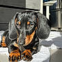 animal, black, cute, dachshund, dog, ears, floor, fur, indoor, nose, paw, pet, portrait, puppy, relaxed, shadow, sunlight, tan, towel, young