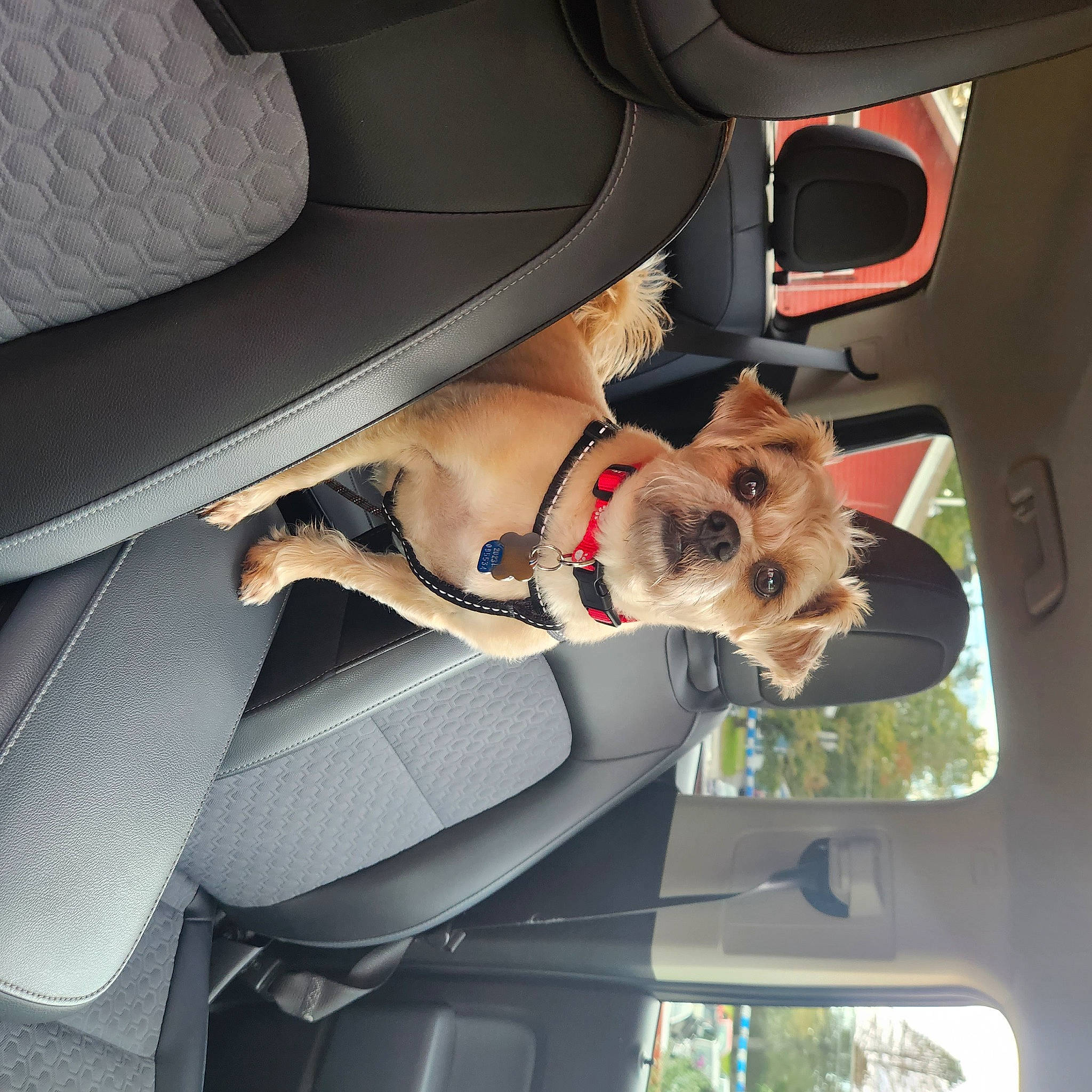 Simba Farr is registered to the contest to win money with this photo: auto_part, automotive_design, automotive_exterior, automotive_mirror, car, car_seat, car_seat_cover, carnivore, dog, fawn, head_restraint, hood, mode_of_transport, motor_vehicle, personal_luxury_car, plant, seat_belt, steering_wheel, vehicle, vehicle_door