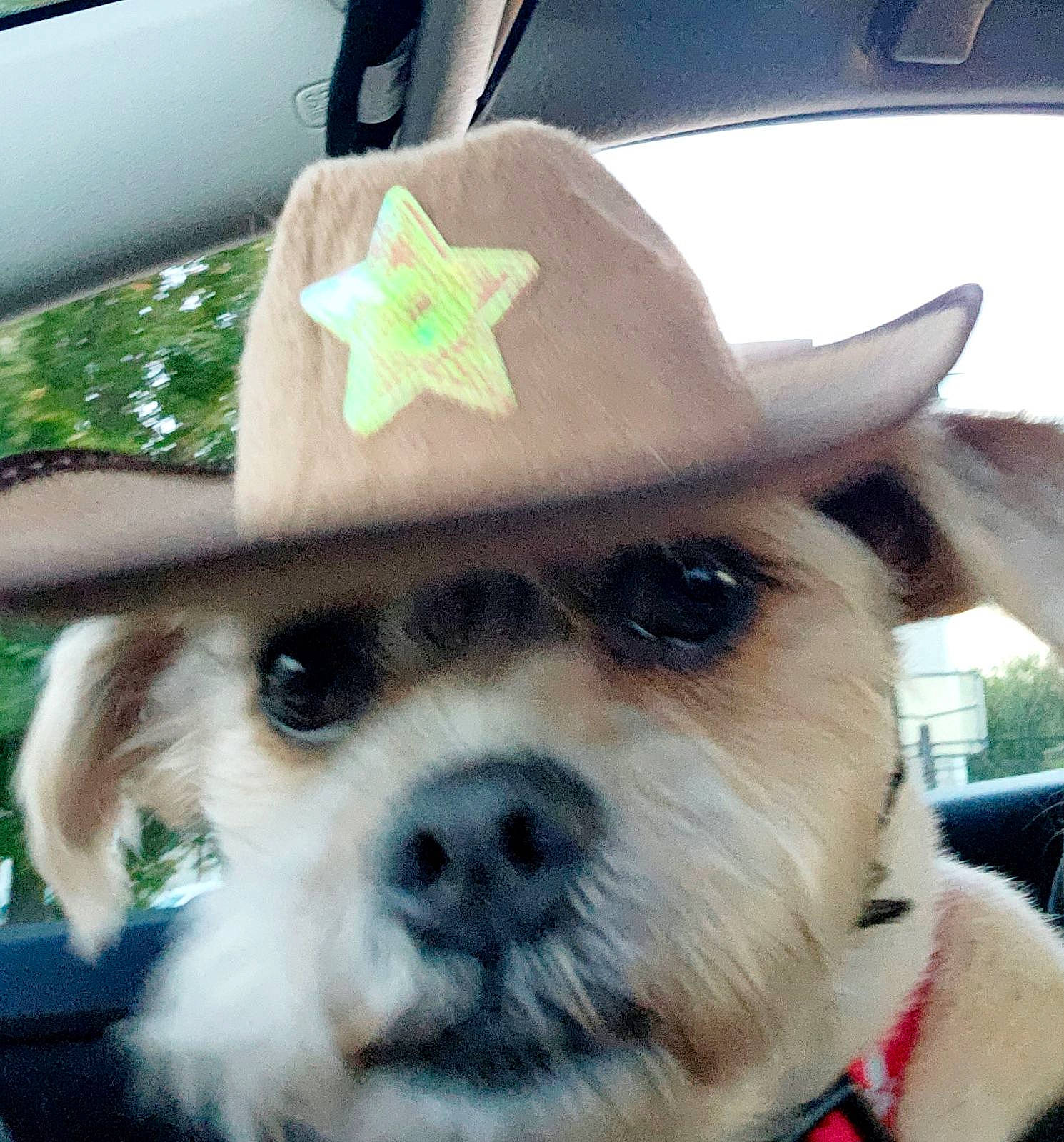 Simba Farr is registered to the contest to win money with this photo: cap, carnivore, collar, companion_dog, costume_hat, dog, dog_breed, dog_collar, dog_supply, eyewear, fawn, fedora, glasses, hat, headgear, plant, sun_hat, toy_dog, vertebrate, working_animal