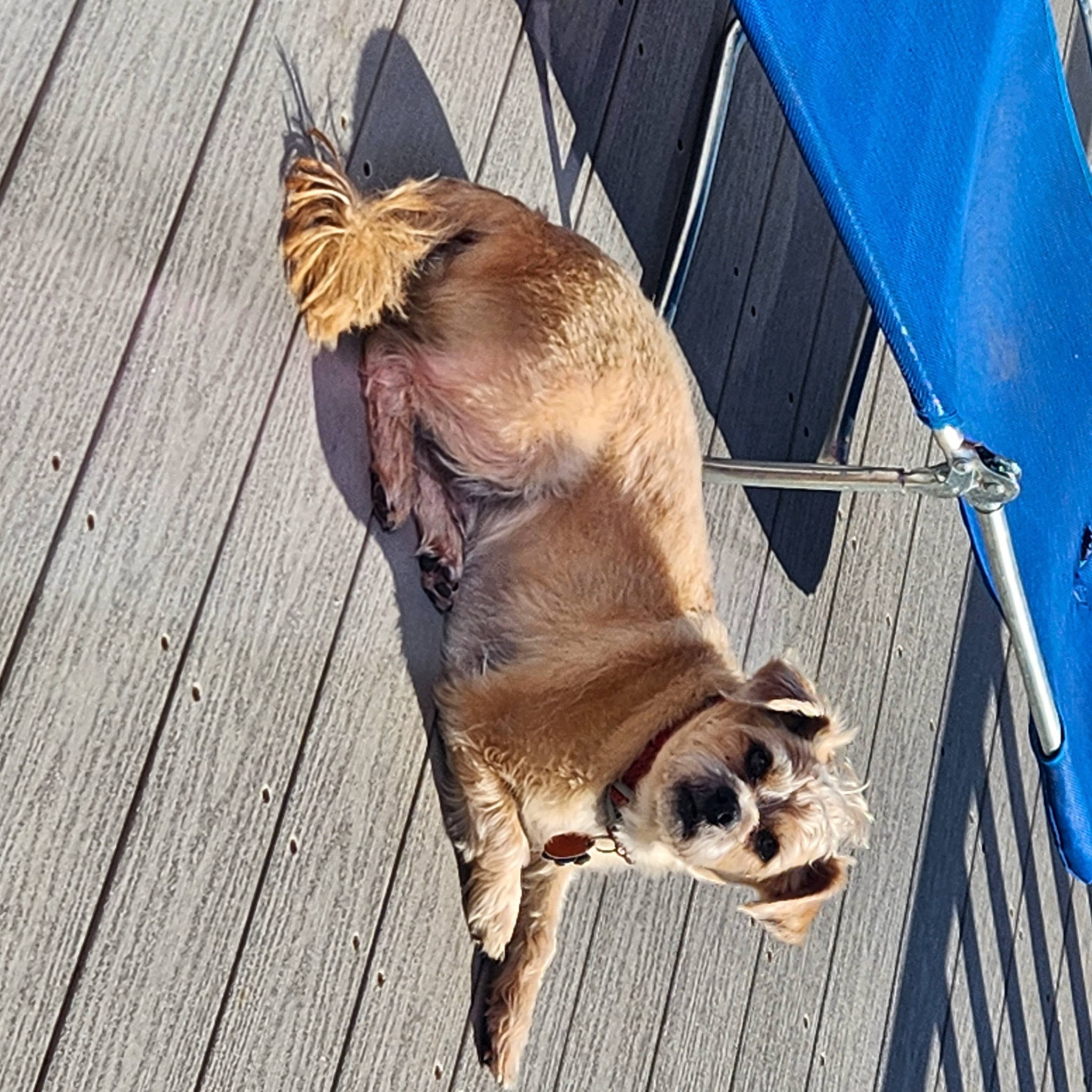 Simba Farr is registered to the contest to win money with this photo: bat, beak, bird, canidae, carnivore, claw, companion_dog, dog_breed, fawn, felidae, fur, livestock, small_to_medium_sized_cats, sporting_group, tail, terrestrial_animal, whiskers, wildlife, wood, working_animal