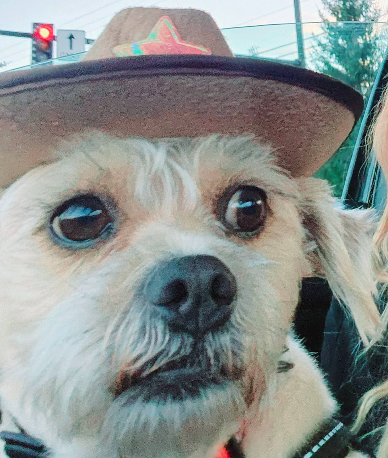 Simba joined the competition — help win amazing prizes! carnivore, collar, companion_dog, costume_hat, dog, dog_breed, dog_clothes, dog_collar, dog_supply, eyewear, fawn, fedora, fur, hat, leash, snout, sporting_group, sun_hat, toy_dog, whiskers