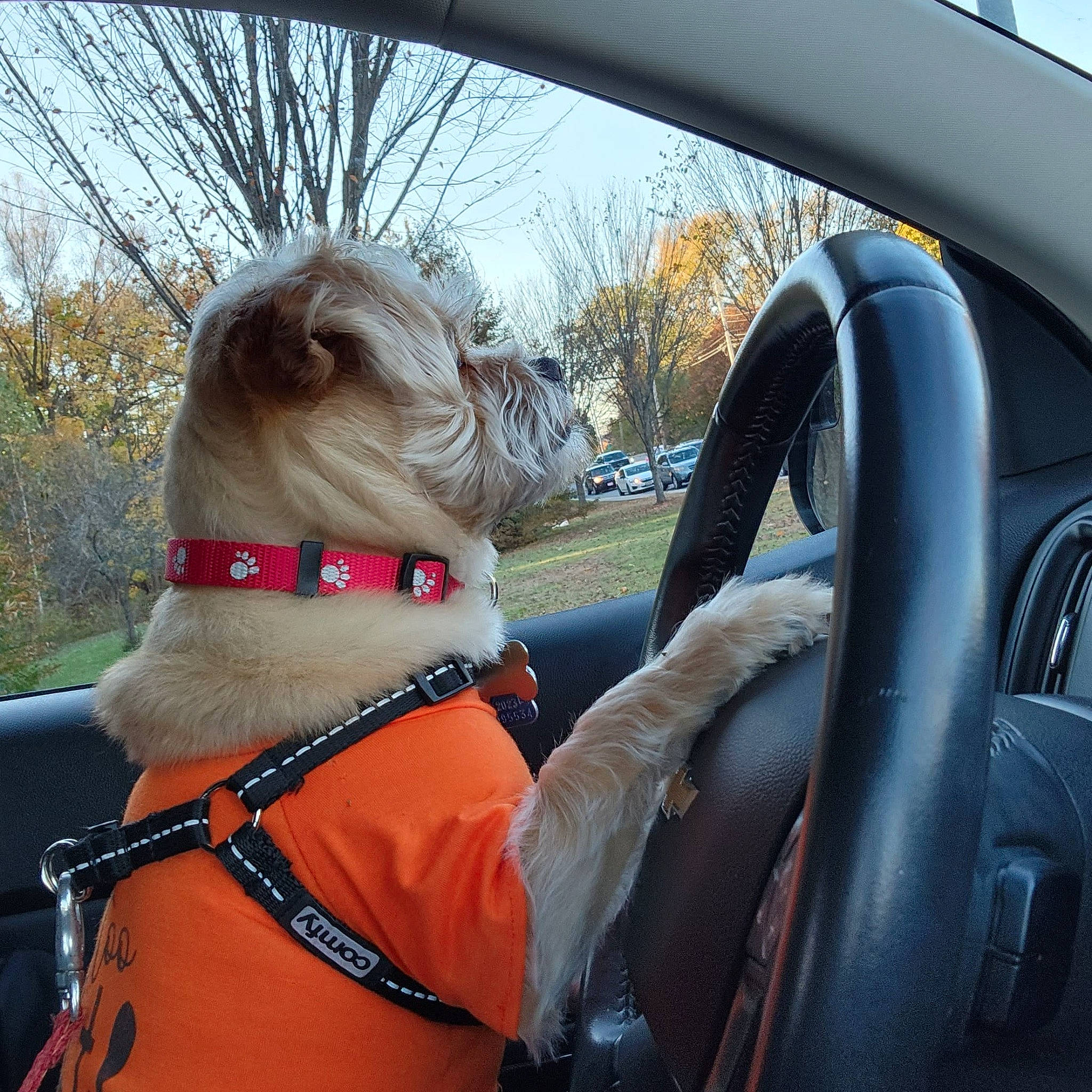 Simba joined the competition — help win amazing prizes! automotive_mirror, automotive_side_view_mirror, car, carnivore, collar, companion_dog, dog, dog_breed, dog_collar, fawn, liver, motor_vehicle, pet_supply, sky, snout, steering_wheel, tree, vehicle, vehicle_door, working_animal