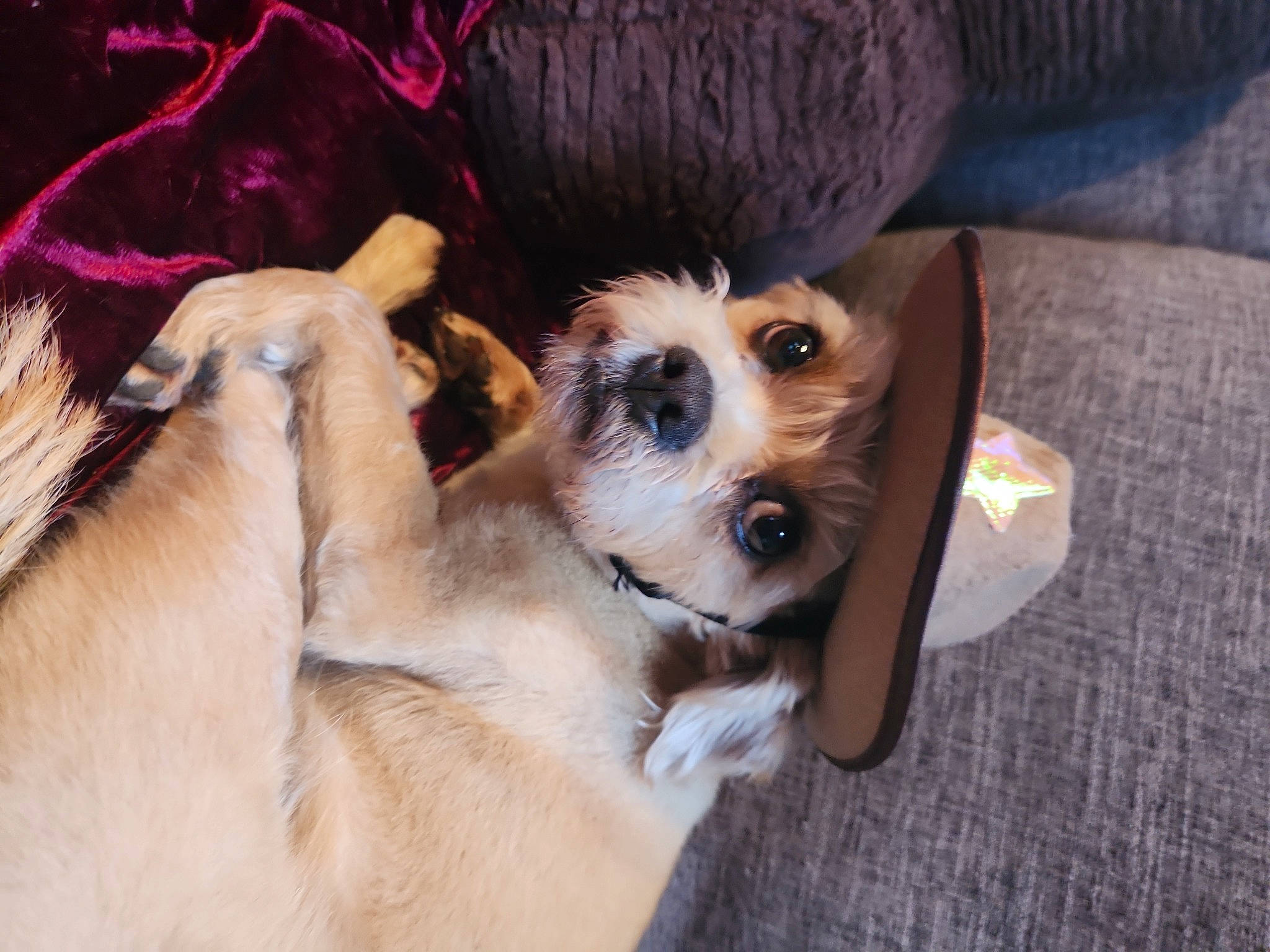 Simba is registered to the contest to win money with this photo: carnivore, collar, companion_dog, couch, dog, dog_breed, dog_clothes, dog_collar, dog_supply, eyewear, fawn, fur, paw, puppy_love, small_terrier, sunglasses, terrier, toy_dog, whiskers, working_animal