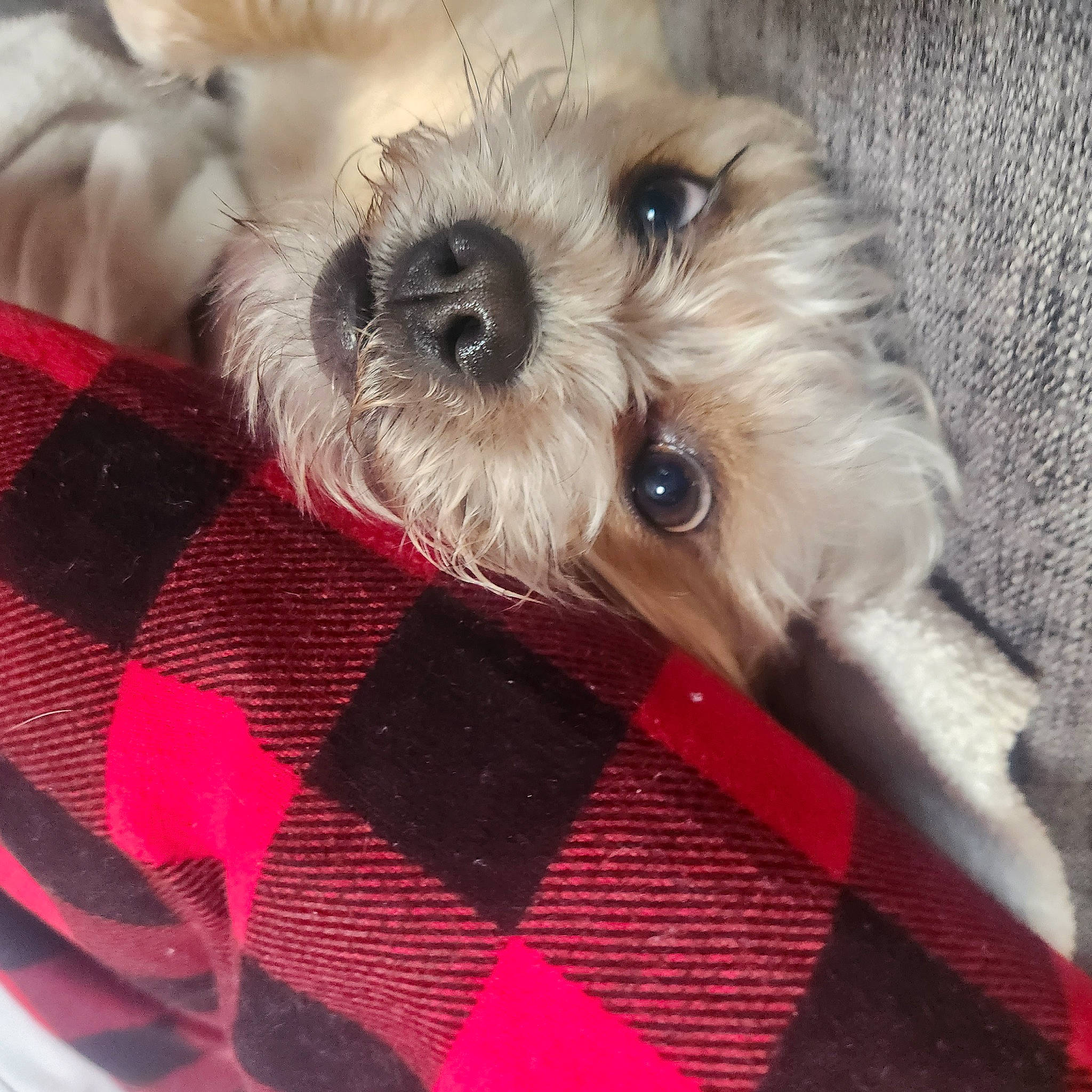 Simba is registered to the contest to win money with this photo: canidae, carnivore, collar, companion_dog, dog, dog_breed, dog_clothes, dog_collar, dog_supply, fawn, fur, maltepoo, pattern, paw, small_terrier, snout, sporting_group, toy, toy_dog, working_animal