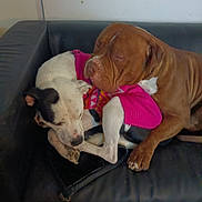 Kingston is registered to the contest to win money with this photo: dog, couch, pet, snuggling, sleeping, brown_dog, white_dog, black_and_white_dog, indoor, leather_couch, cozy, animal, friendship, pink_sweater, resting, companion, paw, cute, domestic_animal, relaxation
