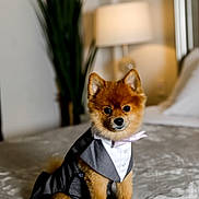 Leo is registered to the contest to win money with this photo: animal, bed, bedroom, canine, cozy, cute, dog, domestic_animal, fur, furry, indoor, lamp, pet, pet_clothing, plant, pomeranian, portrait, sitting, small_dog, tuxedo