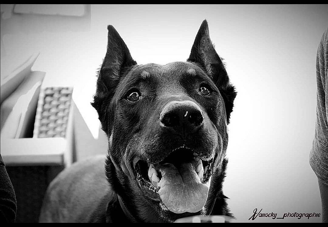 Lasco participe au concours pour gagner de l'argent avec cette photo : art, black, black_and_white, canidae, carnivore, companion_dog, dog, dog_breed, eye, flash_photography, fur, guard_dog, monochrome, monochrome_photography, snout, sporting_group, stock_photography, style, whiskers, working_animal