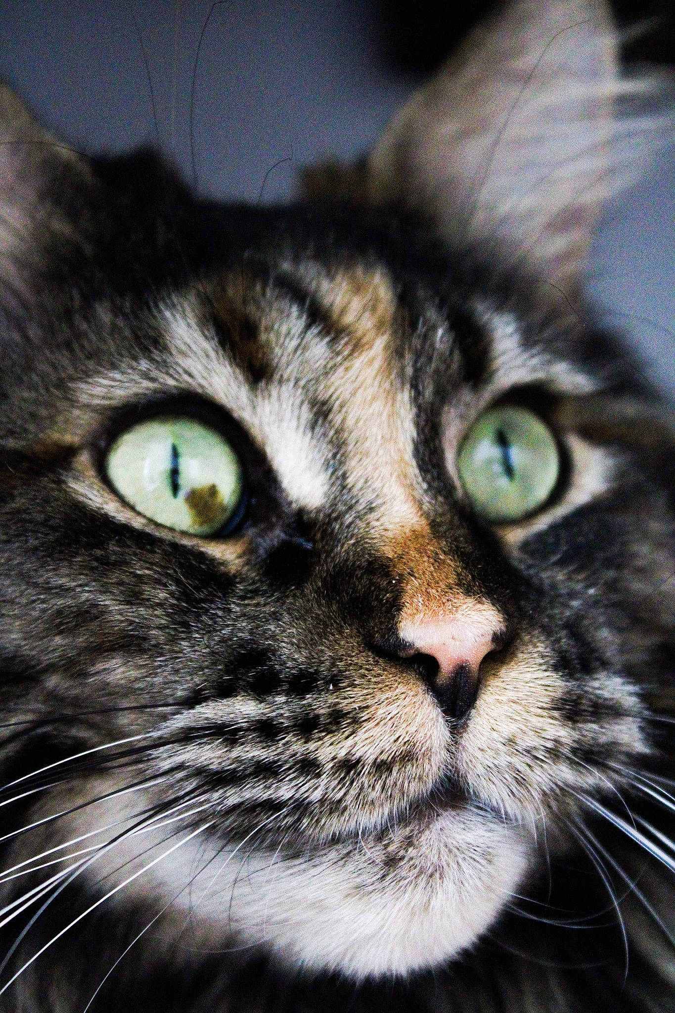 Naïa participe au concours pour gagner de l'argent avec cette photo : carnivore, cat, close_up, darkness, domestic_short_haired_cat, ear, felidae, fur, grass, iris, mammal, small_to_medium_sized_cats, snout, terrestrial_animal, vertebrate, whiskers, wildlife