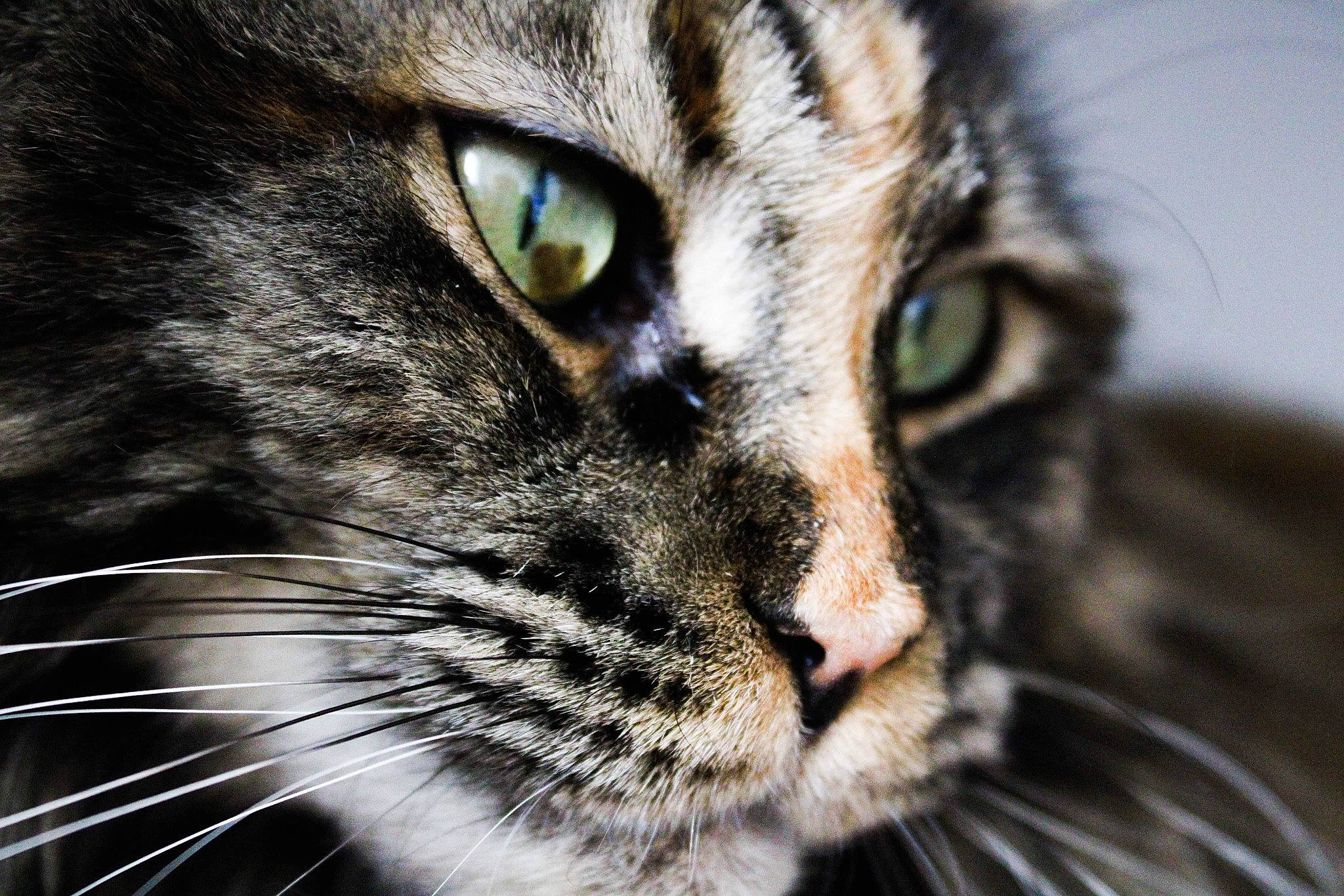 Naïa a rejoint le concours — aidez-le/la à gagner de superbes lots ! carnivore, cat, close_up, darkness, domestic_short_haired_cat, electric_blue, eye, felidae, fur, grass, hair, iris, macro_photography, plant, small_to_medium_sized_cats, snout, terrestrial_animal, tree, whiskers, wildlife