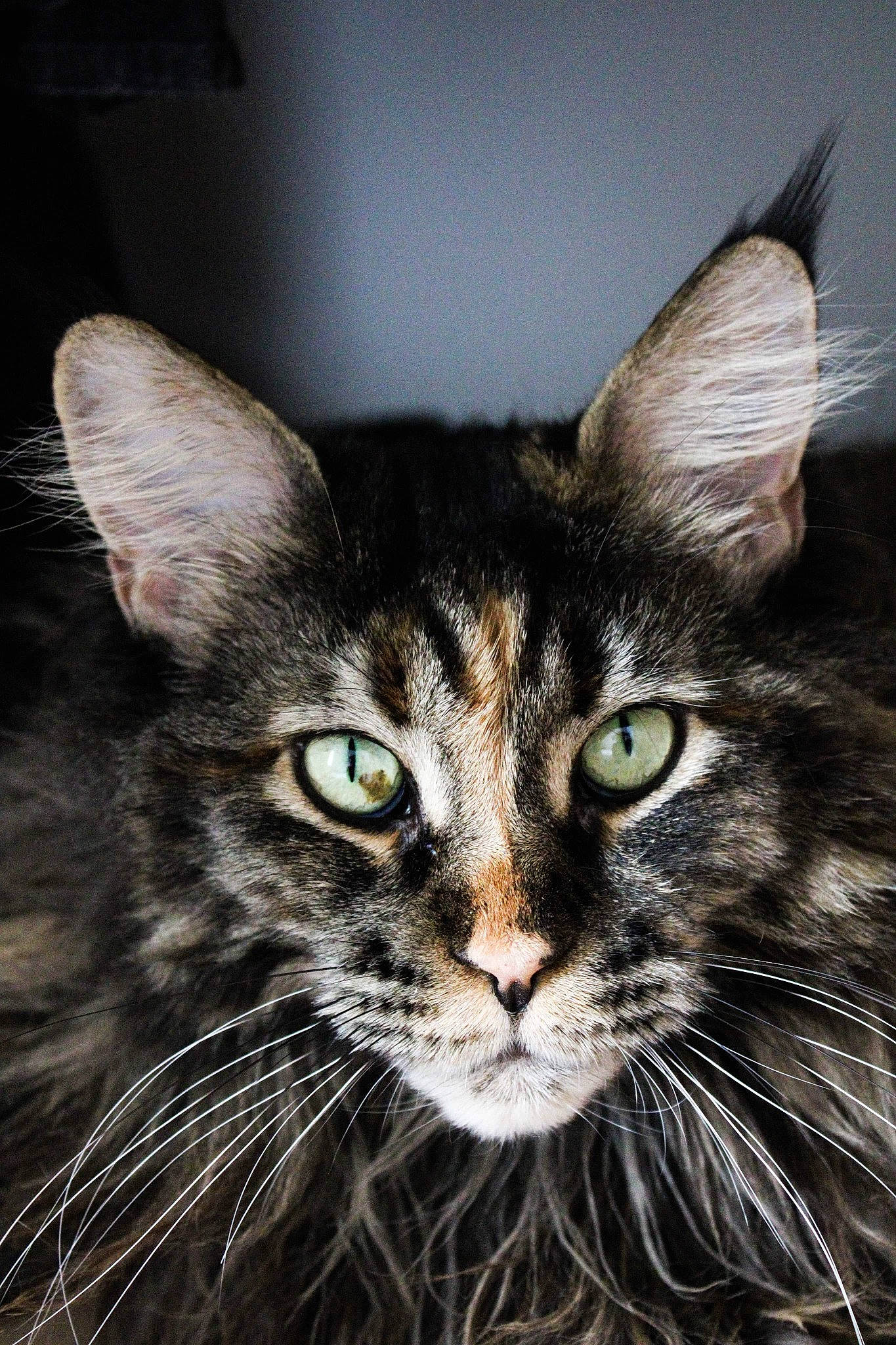 Naïa participe au concours pour gagner de l'argent avec cette photo : art, box, carnivore, cat, domestic_short_haired_cat, felidae, fur, grass, head, iris, small_to_medium_sized_cats, snout, terrestrial_animal, whiskers, wildlife, window