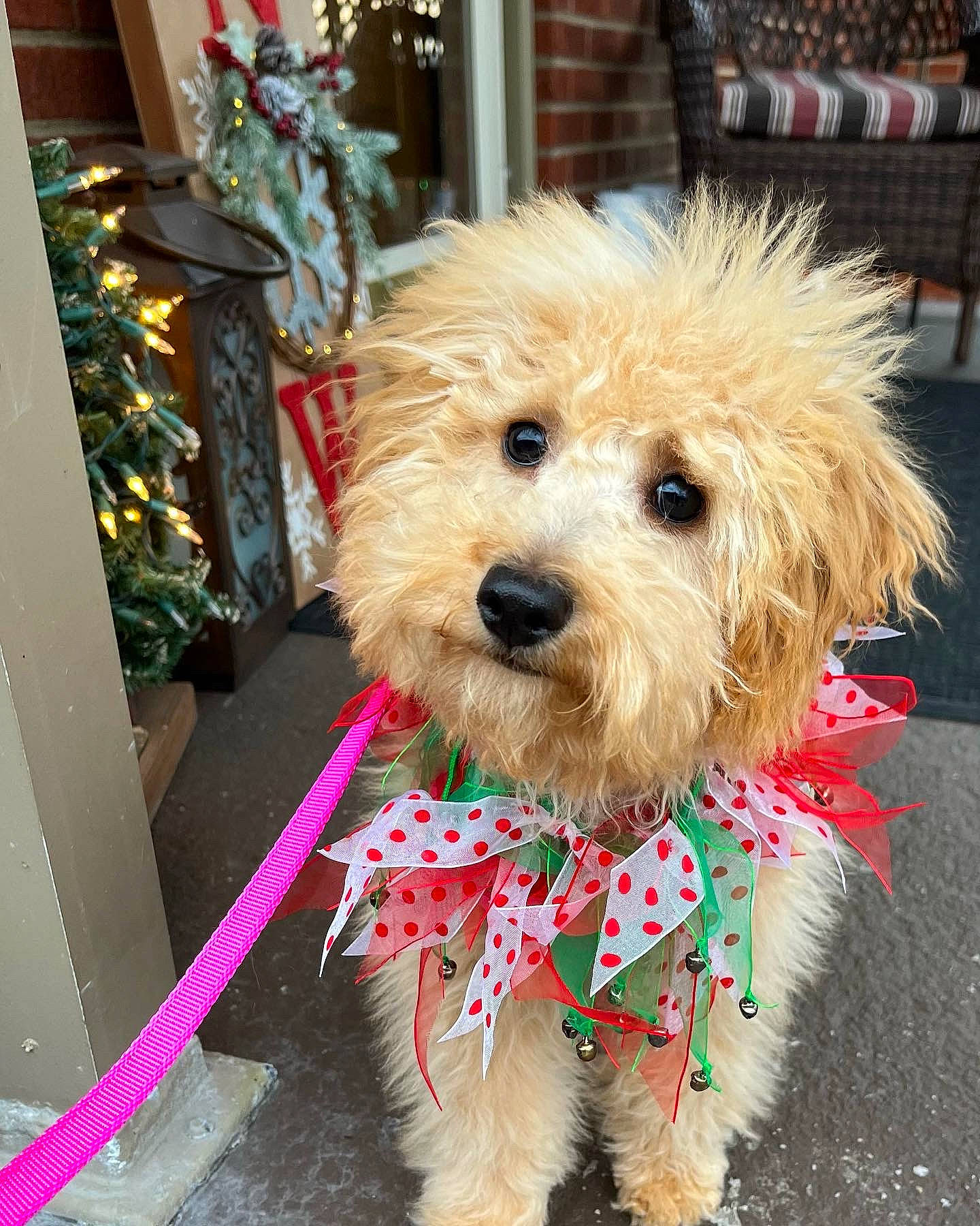 Bella Ruth is registered to the contest to win money with this photo: canidae, carnivore, collar, companion_dog, dog, dog_breed, dog_clothes, dog_collar, dog_supply, event, fashion_accessory, fur, leash, pet_supply, small_terrier, snout, sporting_group, terrier, toy_dog, water_dog