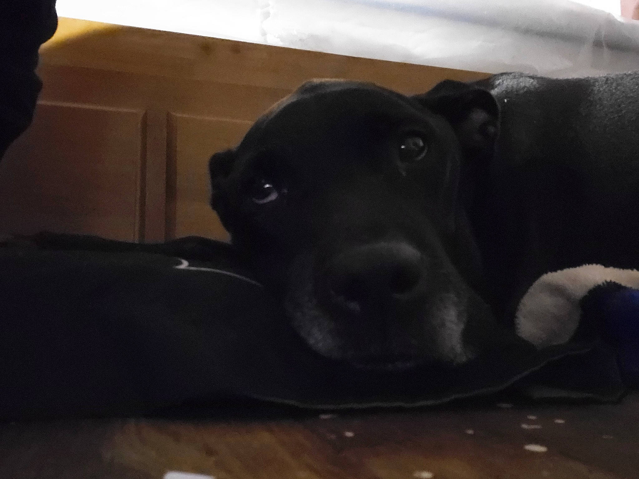 Ruby joined the competition — help win amazing prizes! borador, canidae, carnivore, comfort, companion_dog, dog, dog_breed, flooring, fur, guard_dog, labrador_retriever, mammal, non_sporting_group, pet_supply, retriever, snout, sporting_group, terrestrial_animal, whiskers, working_animal