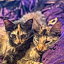 animal, cat, closeup, cozy, cute, domestic_cat, feline, fur, indoor, kitten, laying, pet, purple_blanket, relaxed, resting, sleeping, snuggling, tortoiseshell, two_cats, whiskers