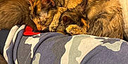 Eve is registered to the contest to win money with this photo: cat, tortoiseshell_cat, sleeping, snuggling, bed, blanket, paw, fur, cozy, resting, domestic_cat, animal, pet, feline, indoor, soft_texture, comfort, camouflage_pattern, clothing, relaxation