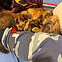 animal, bed, blanket, camouflage_pattern, cat, clothing, comfort, cozy, domestic_cat, feline, fur, indoor, paw, pet, relaxation, resting, sleeping, snuggling, soft_texture, tortoiseshell_cat