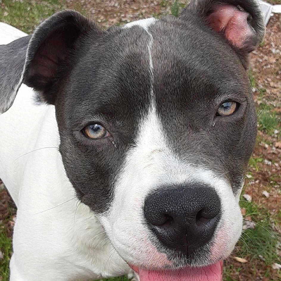 Diamond joined the competition — help win amazing prizes! animal, black_and_white, canine, close_up, dog, ears, eyes, face, forest, grass, happy, leash, muzzle, nature, nose, outdoor, pet, tongue, tongue_out, walking