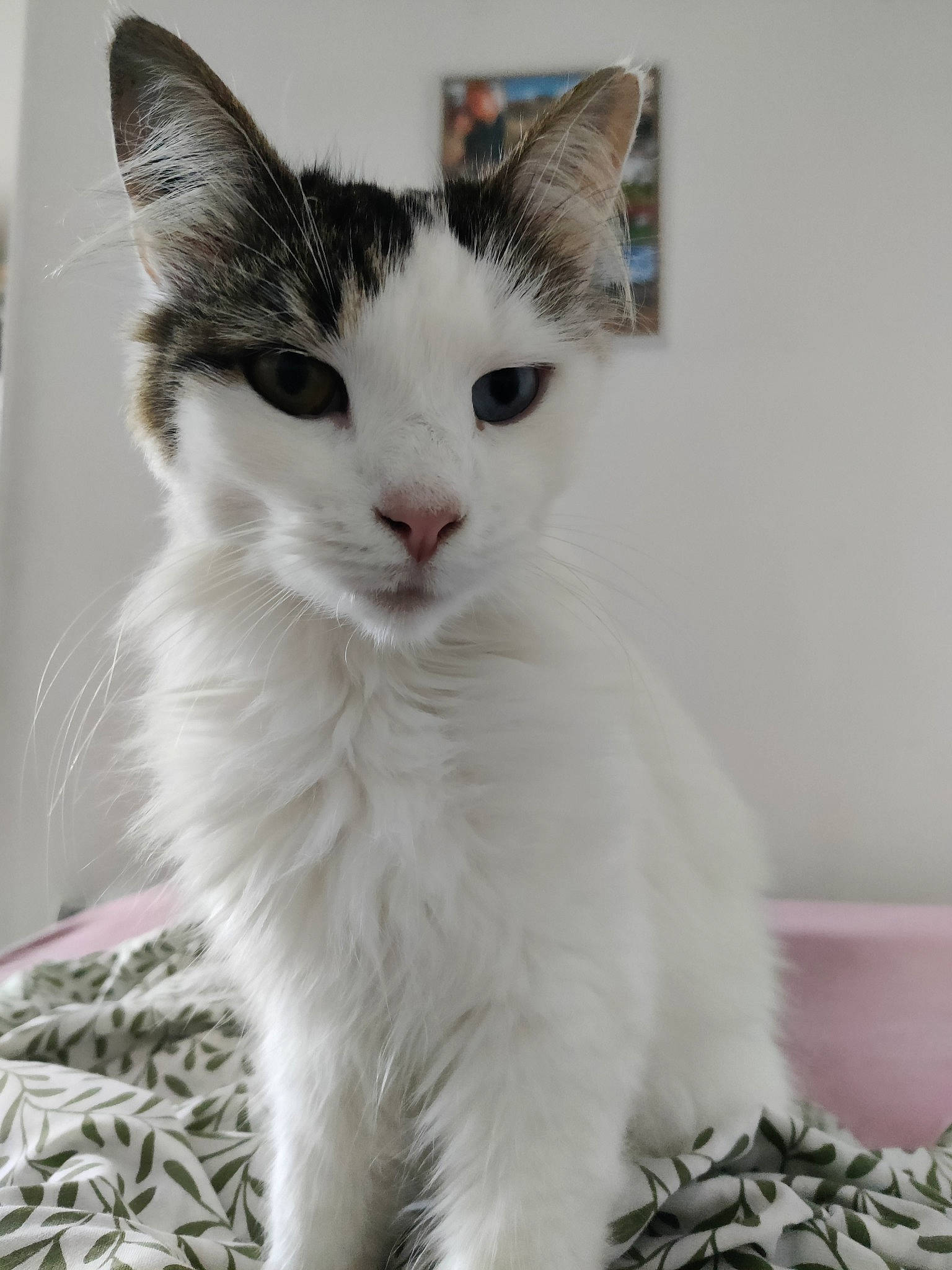 Capucine participe au concours pour gagner de l'argent avec cette photo : carnivore, cat, claw, domestic_short_haired_cat, felidae, fur, paw, small_to_medium_sized_cats, snout, tail, whiskers, window