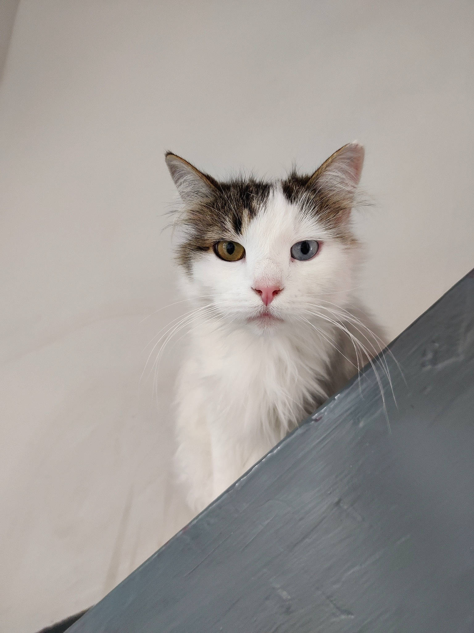 Capucine participe au concours pour gagner de l'argent avec cette photo : box, cardboard, carnivore, cat, domestic_short_haired_cat, felidae, fur, packaging_and_labeling, paper_product, paw, small_to_medium_sized_cats, snout, whiskers, wood