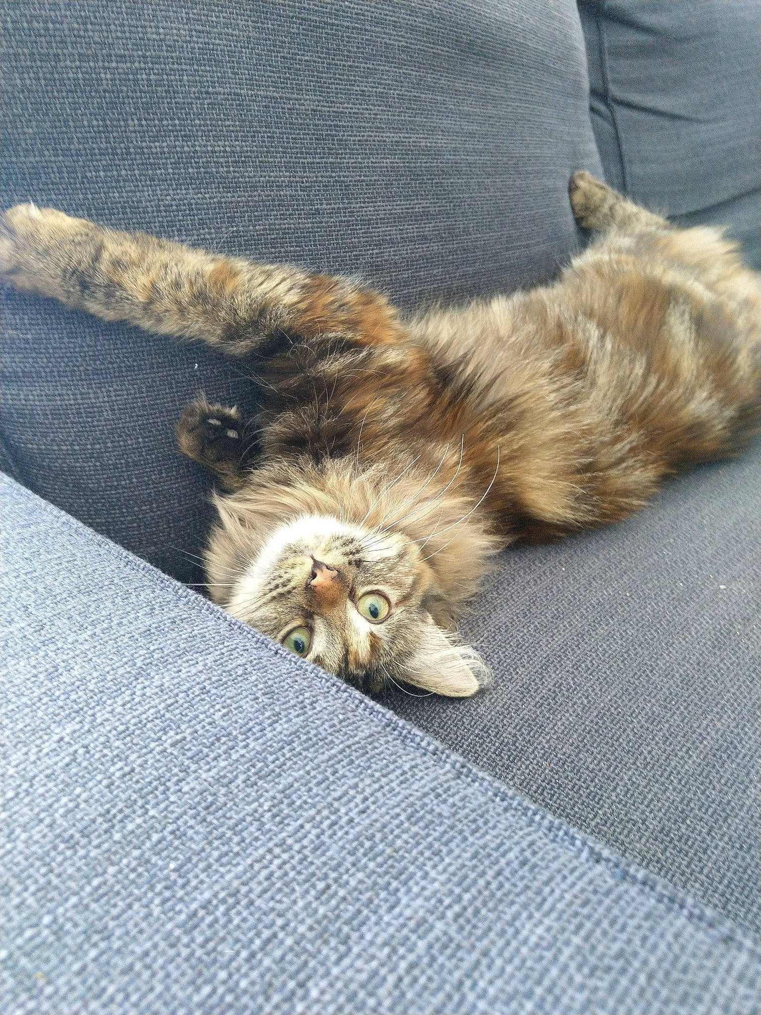 Yuka a rejoint le concours — aidez-le/la à gagner de superbes lots ! carnivore, cat, domestic_long_haired_cat, ear, fawn, felidae, fur, kitten, maine_coon, norwegian_forest_cat, persian, pixie_bob, small_to_medium_sized_cats, tabby_cat, tail, whiskers