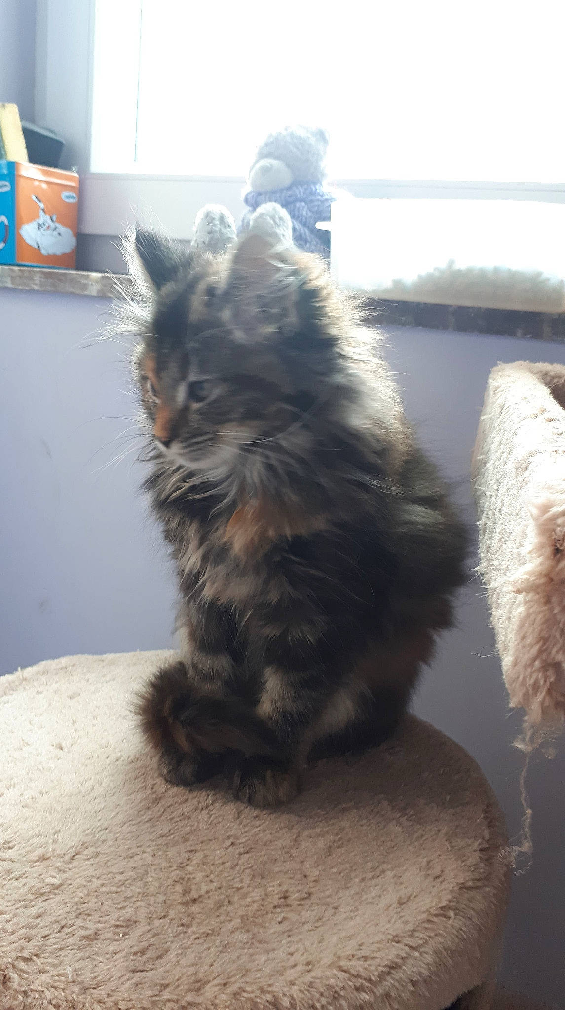 Yuka a rejoint le concours — aidez-le/la à gagner de superbes lots ! british_longhair, british_semi_longhair, carnivore, cat, cymric, domestic_long_haired_cat, fawn, felidae, fur, kitten, kurilian_bobtail, maine_coon, mammal, norwegian_forest_cat, persian, ragamuffin, siberian, small_to_medium_sized_cats, tail, whiskers