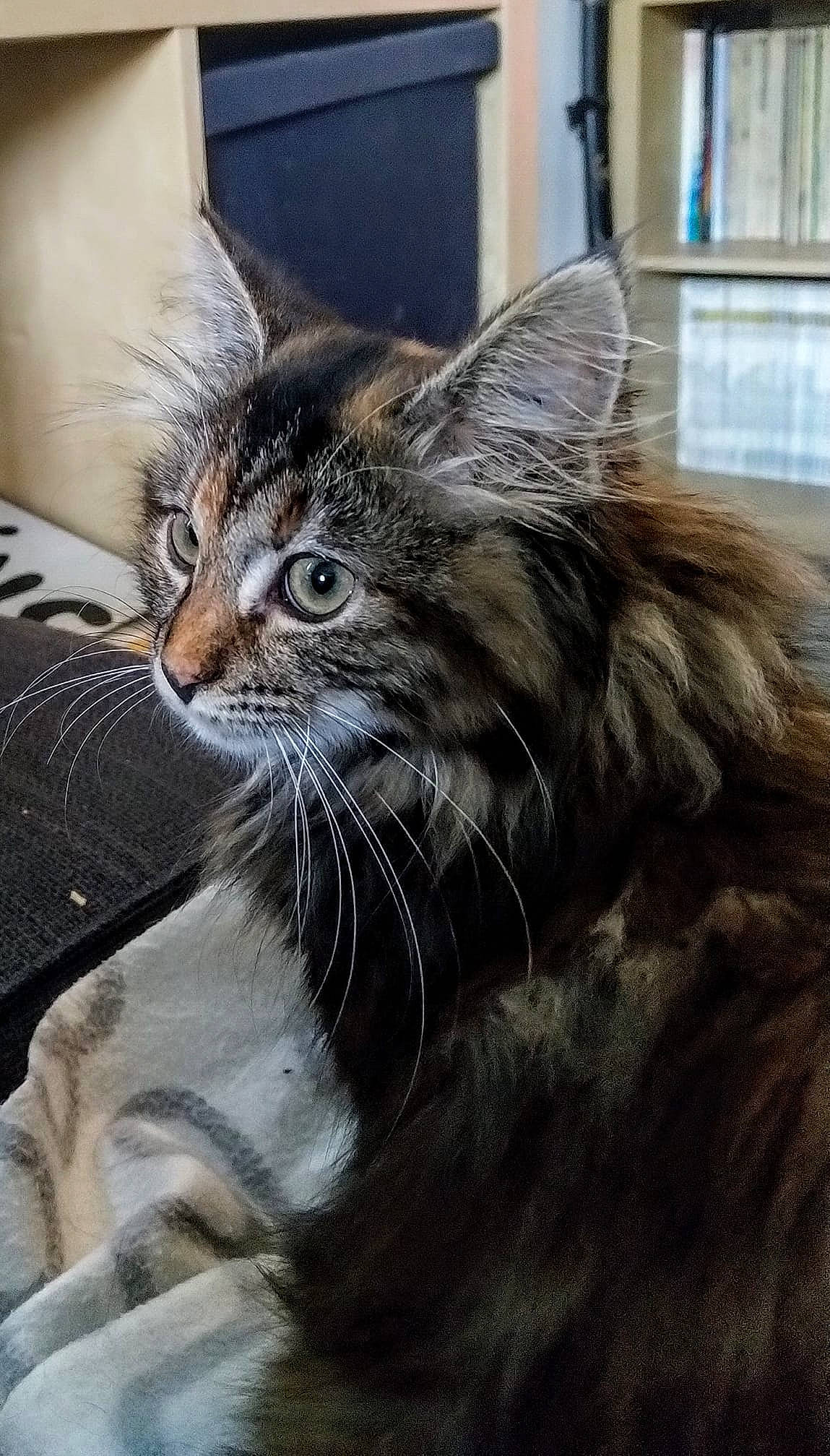 Yuka participe au concours pour gagner de l'argent avec cette photo : asian, carnivore, cat, domestic_long_haired_cat, dragon_li, european_shorthair, felidae, fur, kitten, maine_coon, mammal, norwegian_forest_cat, siberian, small_to_medium_sized_cats, tabby_cat, whiskers, wild_cat