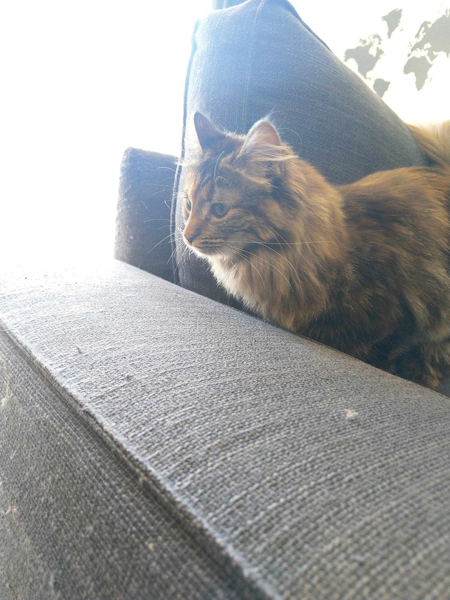 Yuka a rejoint le concours — aidez-le/la à gagner de superbes lots ! carnivore, cat, felidae, floor, flooring, fur, maine_coon, mountain, norwegian_forest_cat, roof, sitting, sky, small_to_medium_sized_cats, sunlight, tabby_cat, tail, whiskers, wood