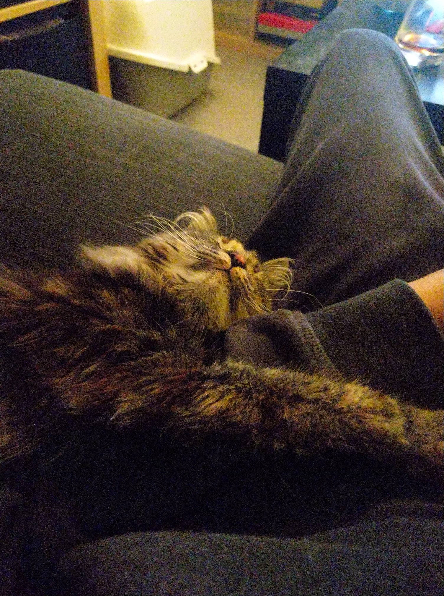 Yuka participe au concours pour gagner de l'argent avec cette photo : carnivore, cat, chair, comfort, couch, ear, felidae, fur, furniture, kitten, nap, sleep, small_to_medium_sized_cats, tabby_cat, whiskers