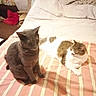cat, cats, bed, blanket, pillow, striped, feline, pet, indoor, resting, fur, domestic_animal, cozy, sleepy, animal, two, cute, companion, relaxing, home