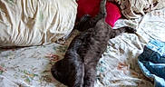 Rocky a rejoint le concours — aidez-le/la à gagner de superbes lots ! animal, bed, blanket, cat, comfort, cozy, domestic_animal, feline, floral_pattern, gray_cat, home, indoor, pet, pillow, relaxed, resting, sleep, sleeping_area, soft_texture, stretching