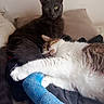 cat, cats, gray_cat, tabby_cat, white_cat, sleeping_cat, resting, cast, blue_cast, injury, pet, animal, feline, indoors, cushion, pillow, cozy, companion, relaxed, cute