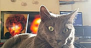 Rocky a rejoint le concours — aidez-le/la à gagner de superbes lots ! cat, gray_cat, pet, animal, indoor, furniture, computer, screen, reflection, wall_decor, hat, flower_arrangement, photo_frame, lighting, relaxed, close_up, portrait, table, domestic, mammal