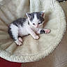 adorable, animal, cat, comfort, cozy, cute, domestic, fur, furry, gray_and_white, indoor, kitten, mammal, paw, pet_bed, resting, sleepy, small, soft, young