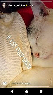 Patate a rejoint le concours — aidez-le/la à gagner de superbes lots ! carnivore, cat, fawn, felidae, fur, kitten, nose, photo_caption, skin, small_to_medium_sized_cats, whiskers