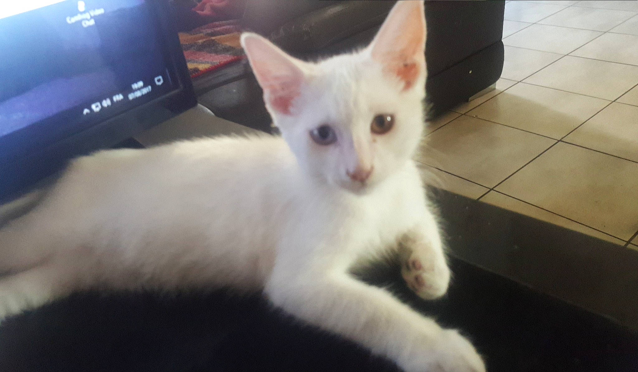 Patate a rejoint le concours — aidez-le/la à gagner de superbes lots ! aegean_cat, burmilla, carnivore, cat, colorpoint_shorthair, ear, eye, felidae, javanese, khao_manee, kitten, mammal, oriental_longhair, small_to_medium_sized_cats, tail, turkish_angora, turkish_van, vertebrate, whiskers