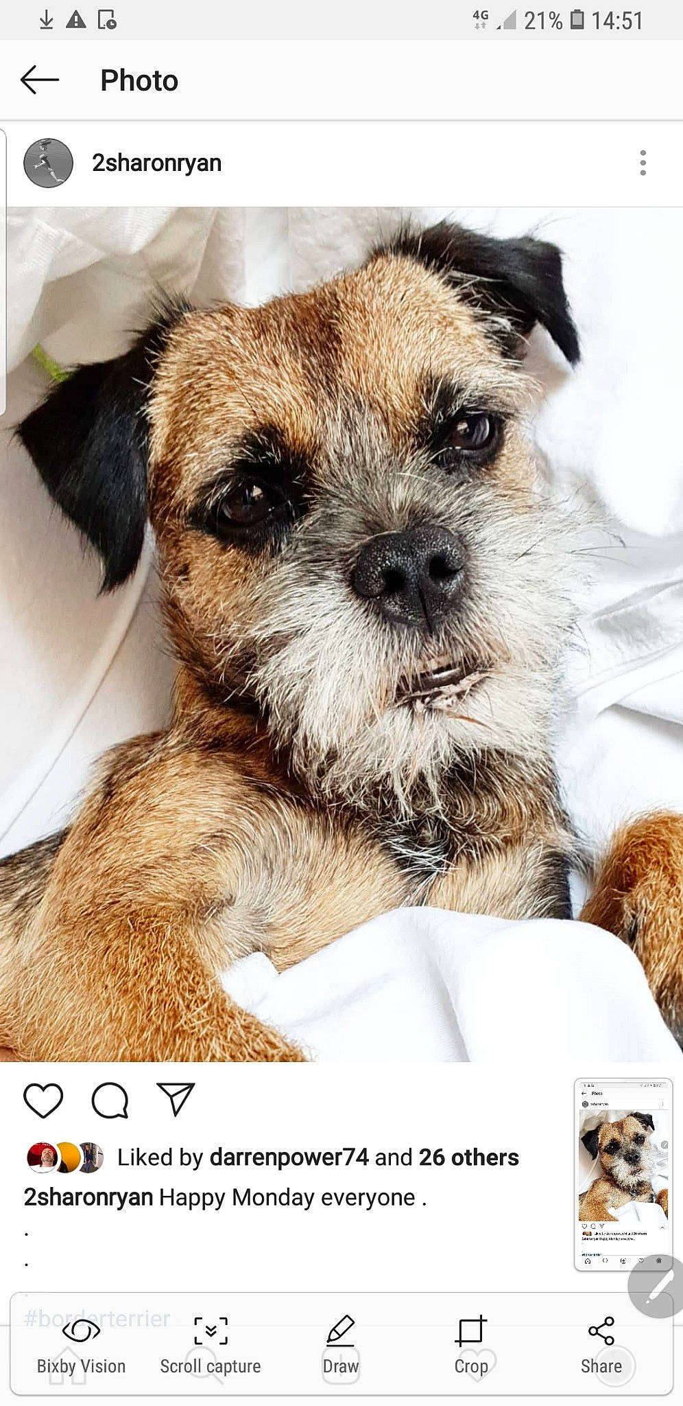 Jolie participe au concours pour gagner de l'argent avec cette photo : border_terrier, canidae, carnivore, companion_dog, dog, dog_breed, mammal, photo_caption, puppy, puppy_love, rare_breed_dog, small_terrier, snout, terrier, vertebrate