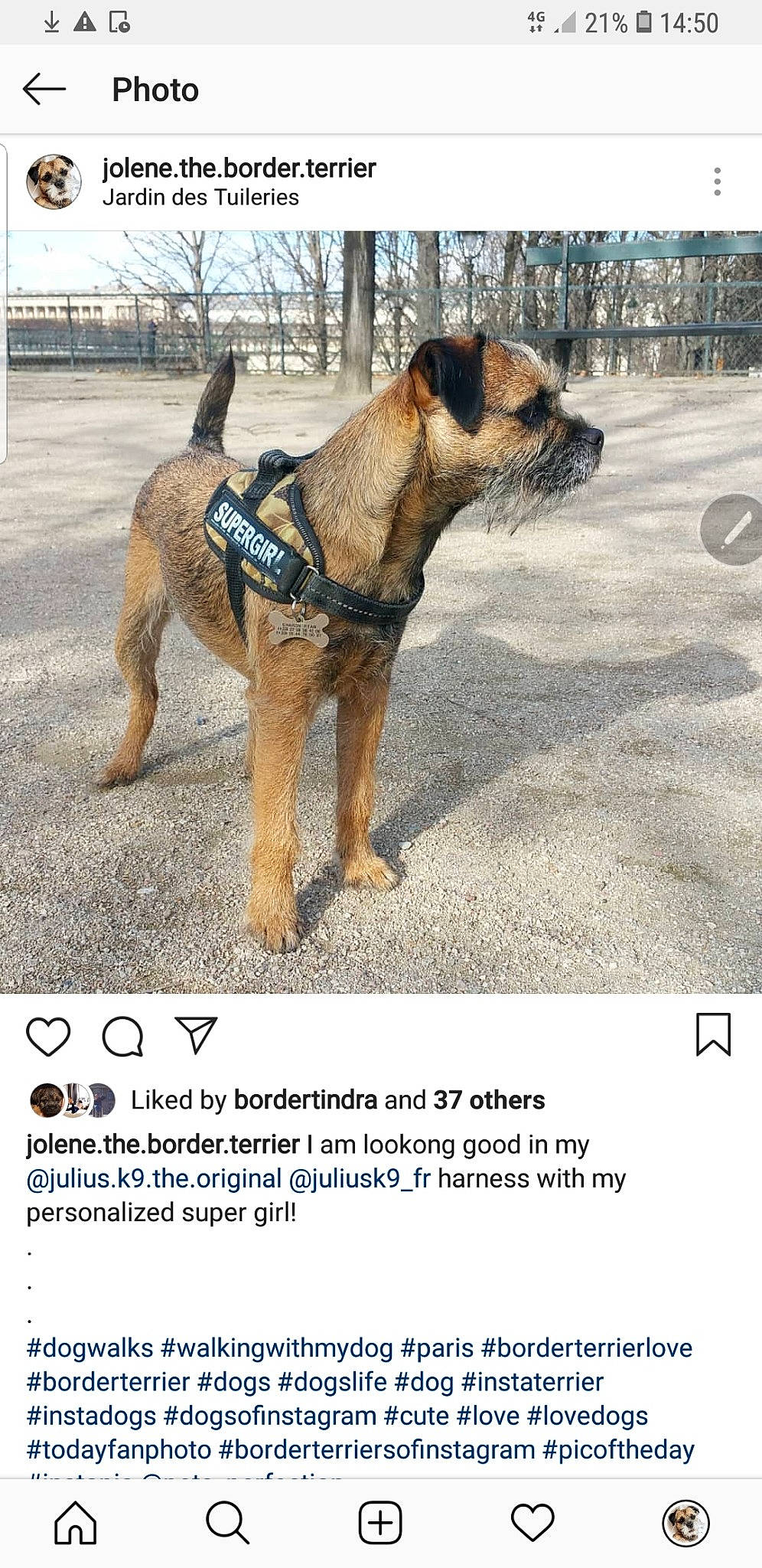 Jolie participe au concours pour gagner de l'argent avec cette photo : ancient_dog_breeds, border_terrier, canidae, carnivore, companion_dog, dog, dog_breed, leash, mammal, perro_de_presa_mallorquin, photo_caption, photography, rare_breed_dog, snout, vertebrate
