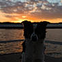 Captain Hook joined the competition — help win amazing prizes! dog, silhouette, sunset, water, dock, clouds, sky, outdoor, nature, animal, evening, peaceful, quiet, background, scenic, calm, pet, sun, reflection, landscape