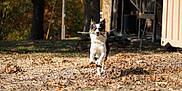 Captain Hook is registered to the contest to win money with this photo: dog, running, stick, autumn, leaves, yard, outdoor, nature, tree, sunlight, pet, animal, playful, brown, white, black, grass, daytime, canine, fun