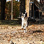 dog, running, stick, autumn, leaves, yard, outdoor, nature, tree, sunlight, pet, animal, playful, brown, white, black, grass, daytime, canine, fun