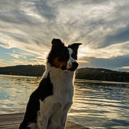 Captain Hook joined the competition — help win amazing prizes! dog, lake, dock, sunset, water, sky, clouds, outdoor, animal, nature, peaceful, reflection, quiet, landscape, pet, canine, fur, sitting, scenic, evening