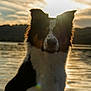 Captain Hook is registered to the contest to win money with this photo: dog, sunset, lake, water, silhouette, outdoor, nature, animal, fur, ears, sky, clouds, sunlight, reflection, backlit, peaceful, landscape, mammal, pet, calm