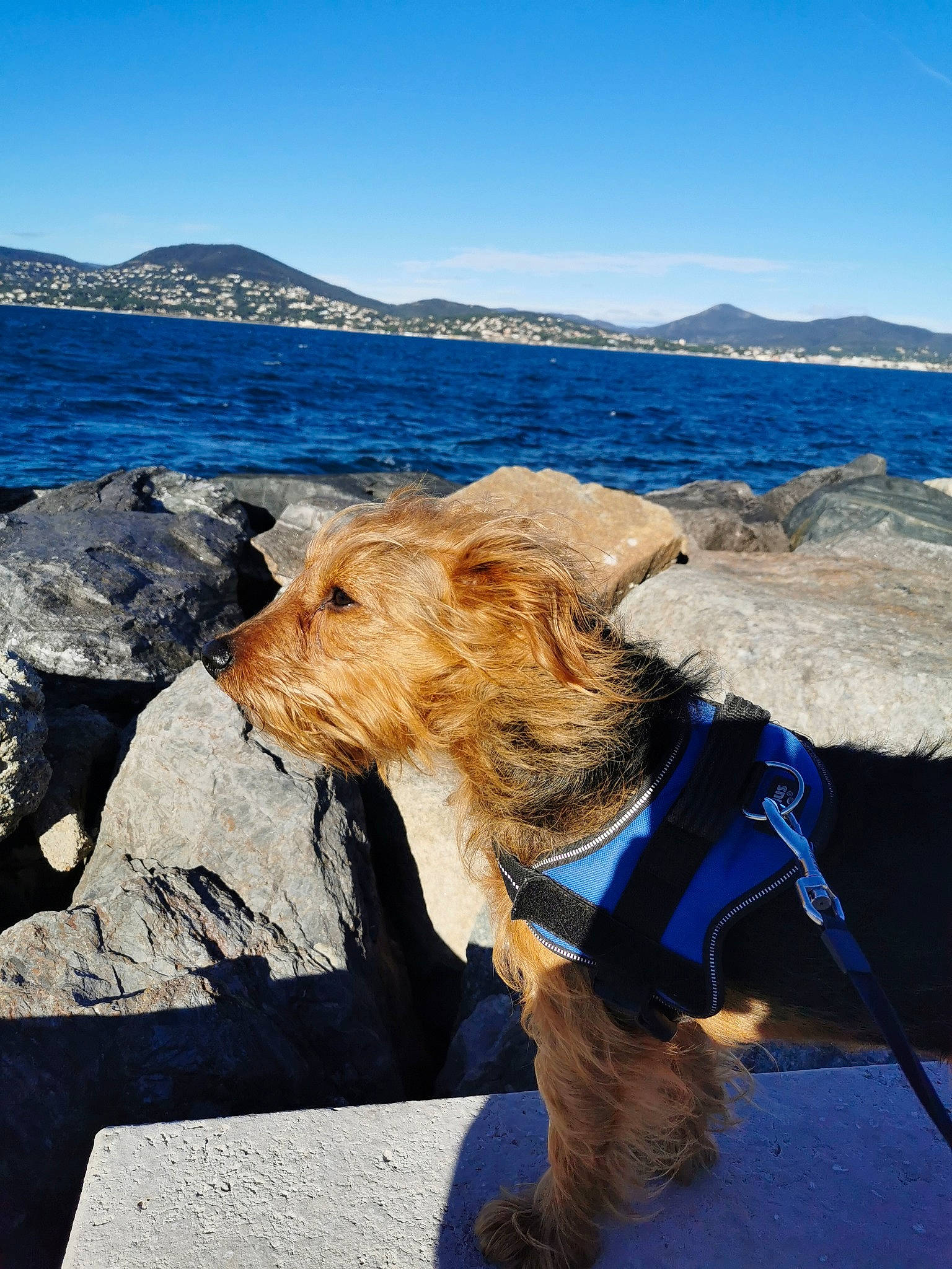 Willy a rejoint le concours — aidez-le/la à gagner de superbes lots ! airedale_terrier, blue, canidae, carnivore, coast, coastal_and_oceanic_landforms, dog, dog_breed, fox_terrier, mountain, ocean, rock, sea, sky, sporting_group, summer, terrier, tourism, vacation