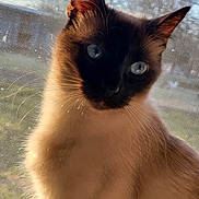 Kitty joined the competition — help win amazing prizes! cat, siamese_cat, blue_eyes, fur, whiskers, ear, window, screen, outdoor, nature, pet, animal, close_up, portrait, indoor, light, shadow, face, looking, cute