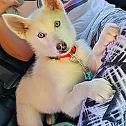 Twilight is registered to the contest to win money with this photo: puppy, dog, white_fur, blue_eyes, collar, leash, person, tie_dye_shirt, patterned_pants, car_interior, seatbelt, pet, cute, animal, close_up, paw, sitting, looking_up, indoor, young_dog
