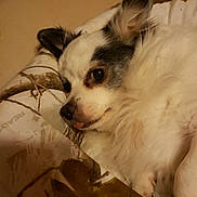 Bandit is registered to the contest to win money with this photo: dog, pet, lying_down, fluffy, white, black, blanket, cozy, relaxed, indoor, cute, animal, tongue_out, ears_up, fur, companion, sleepy, close_up, portrait, resting